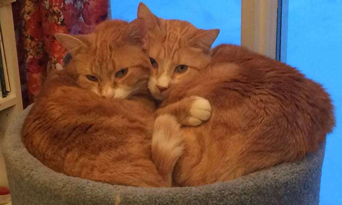 kittyhugs